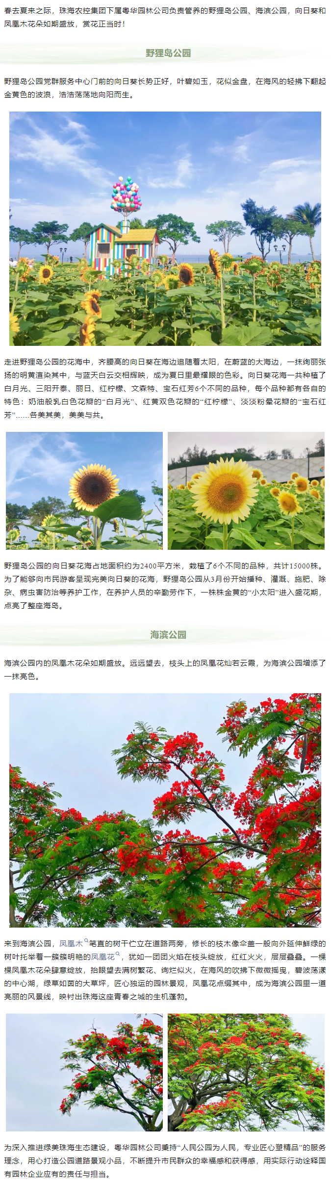 鳳凰花開 向陽而生  走！到市屬公園賞花去.png